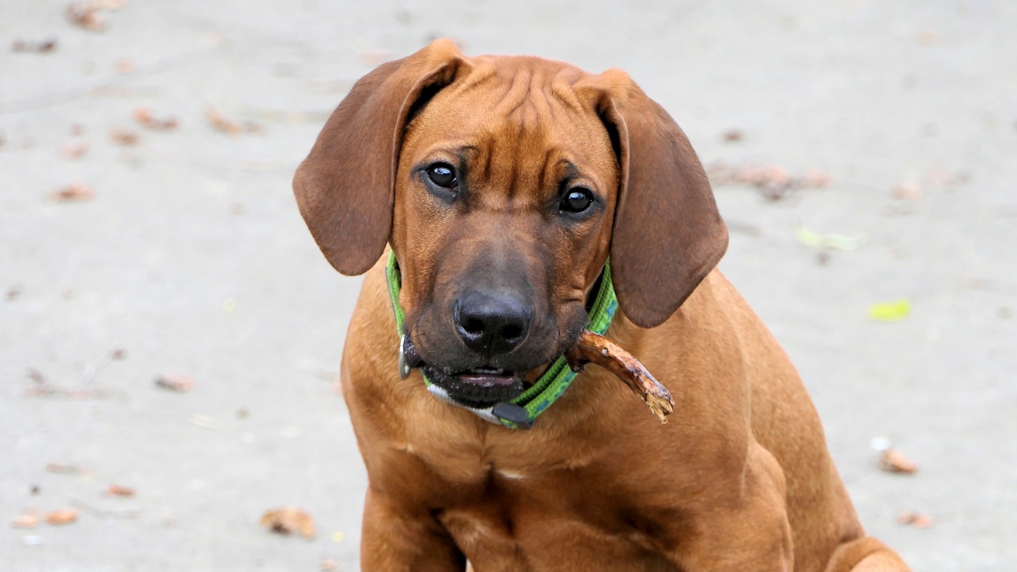 Hur vi tränar våra Ridgebacks