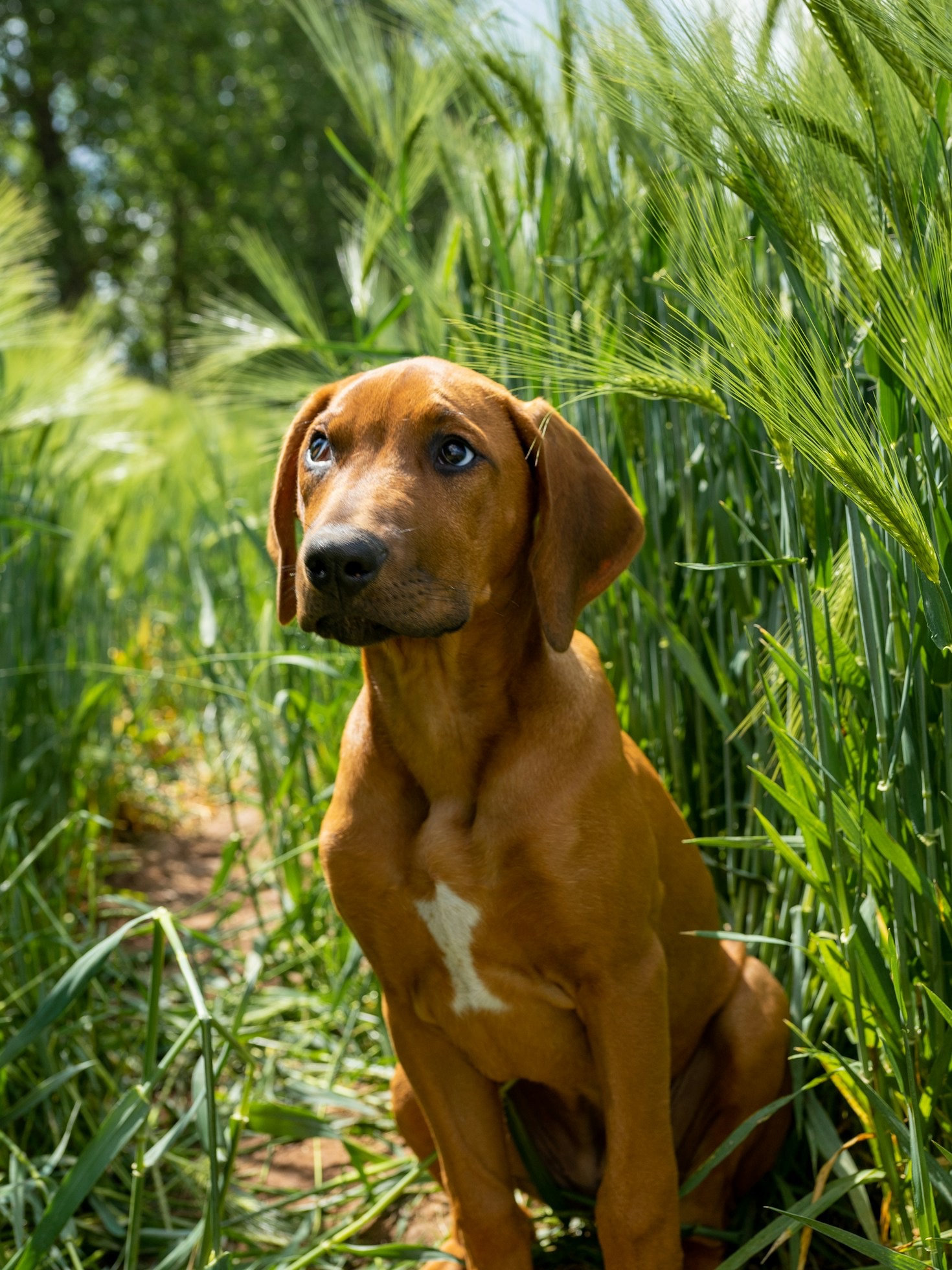 Ridgebacks: Historien bakom rasen