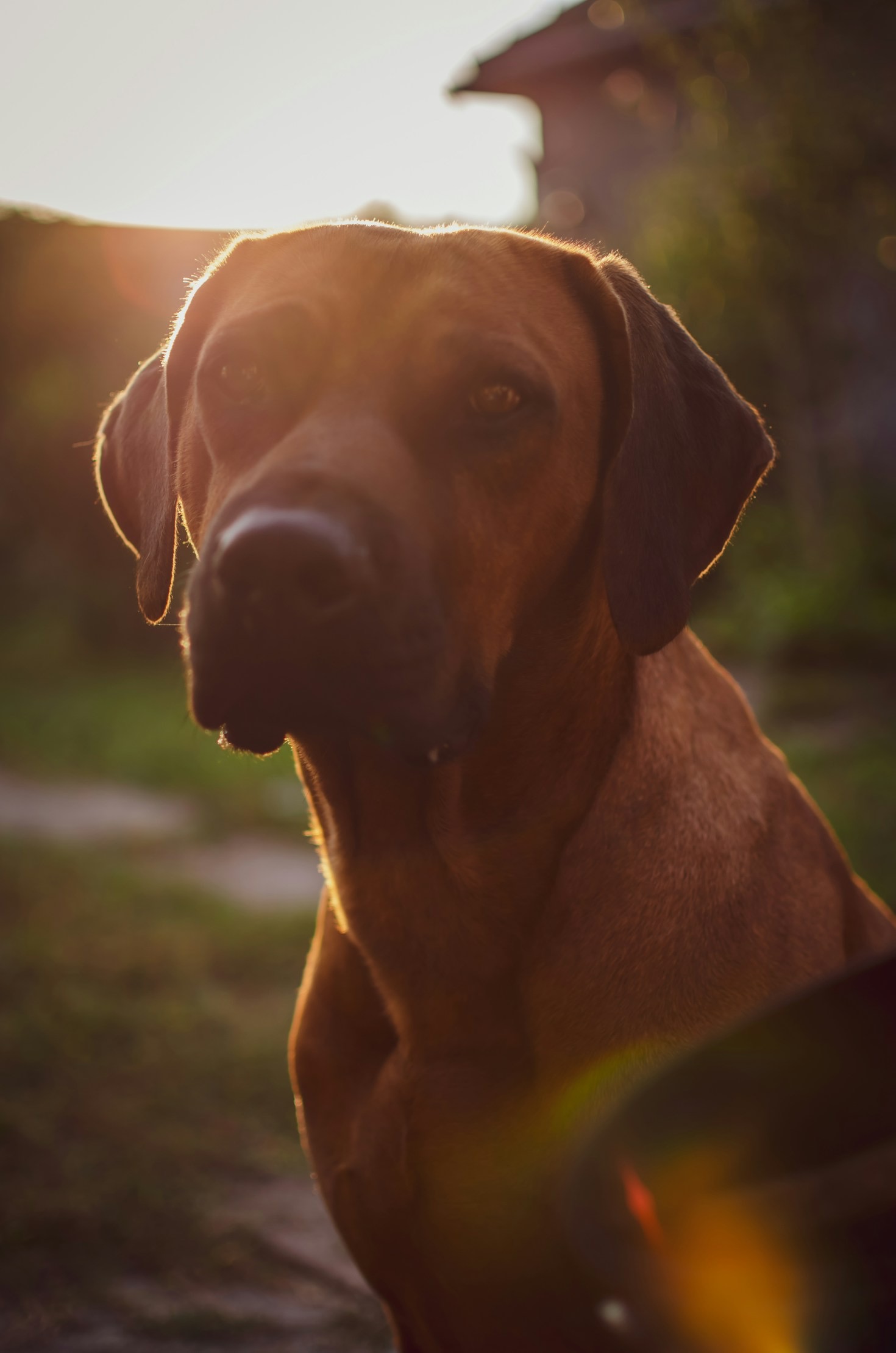 Möt våra fantastiska Ridgebackvalpar