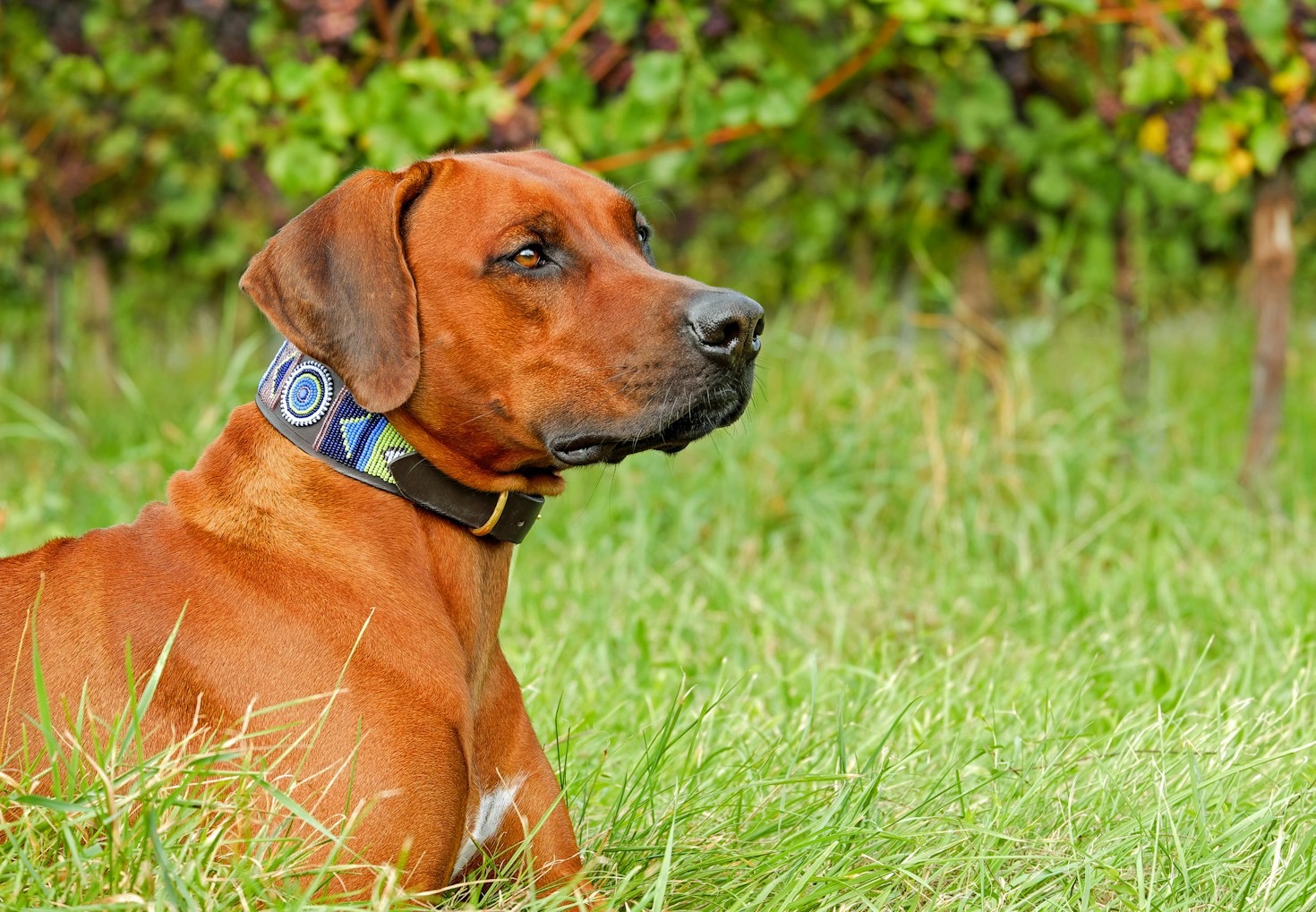 Ridgeback: Den perfekta familjehunden