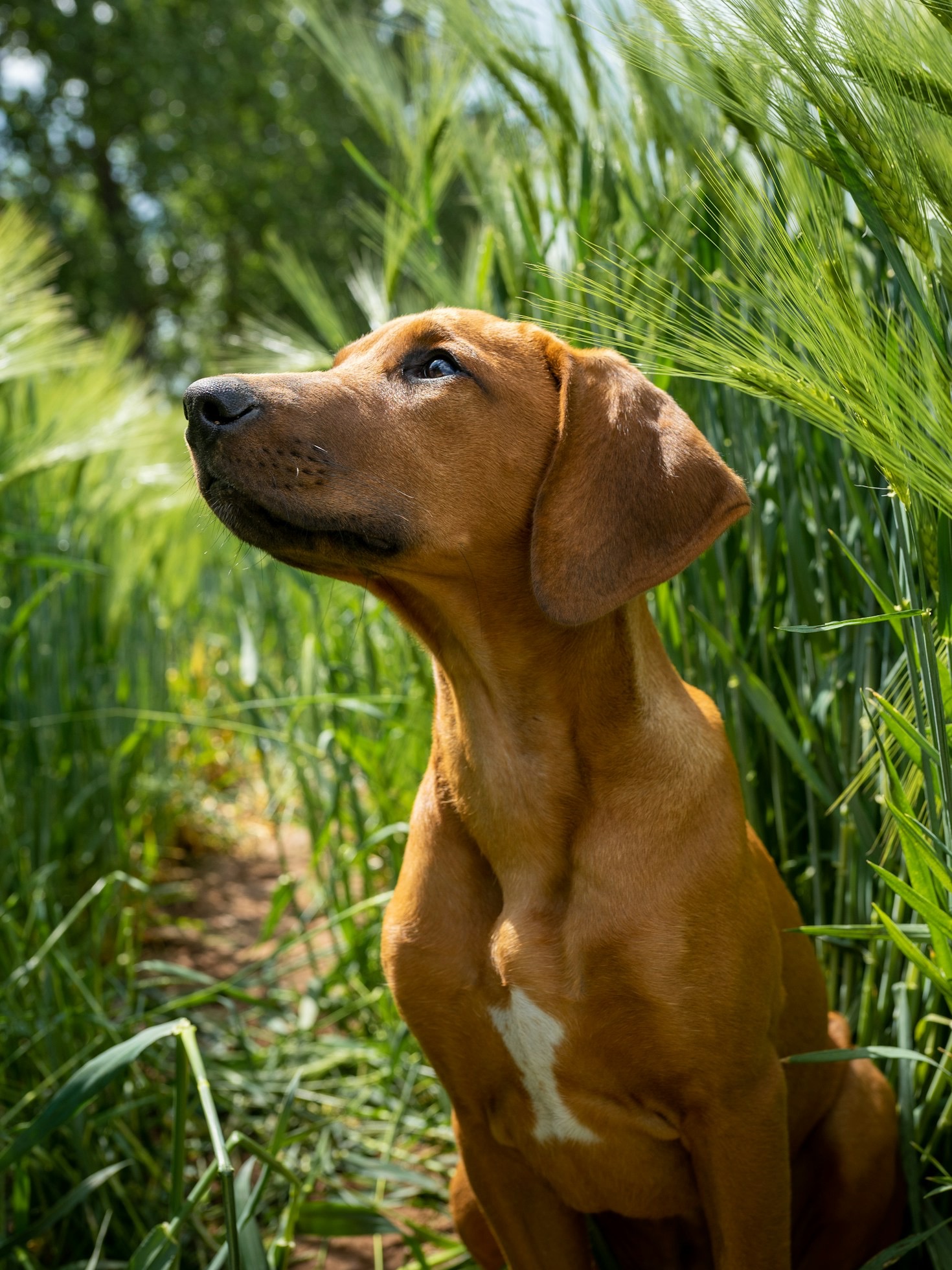 Våra senaste Ridgeback-nyheter