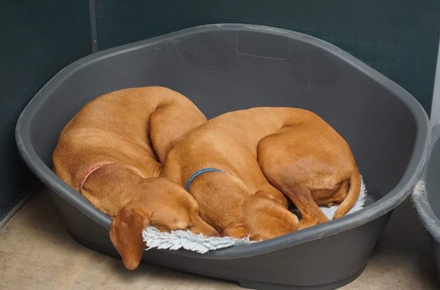 Lär känna Ridgebackens unika egenskaper